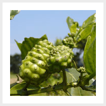 Noni (Morinda citrifolia)