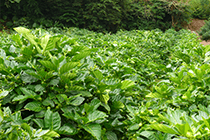 種植諾麗果的田園風光