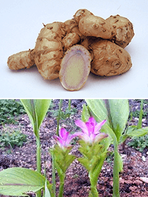 Purple Turmeric