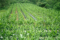 種植薑黃的田園風光