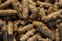 Harvested turmeric