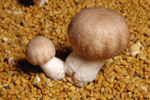 Agaricus